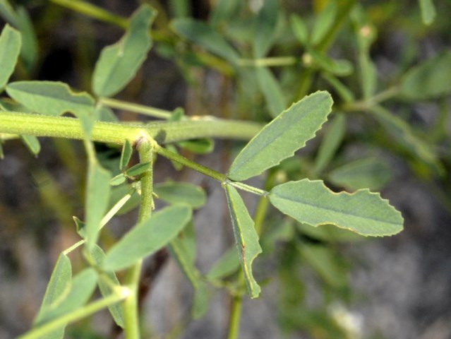 Trigonella alba (=Melilotus albus)